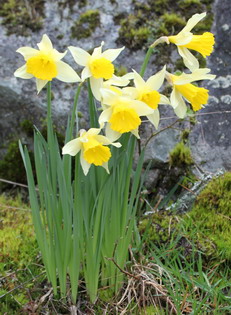 flowers3.jpg